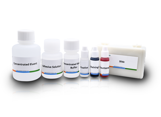 Staining Solution for the Maturity of Spermatozoan Nucleoprotein (Aniline Blue-Eosin Staining)