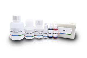 Staining Solution for the Maturity of Spermatozoan Nucleoprotein (Aniline Blue-Eosin Staining)