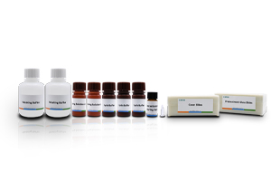 Sperm DNA Fragment Detection Kit (Sperm Chromatin Diffusion Method)